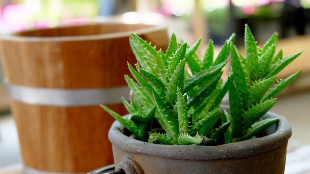 Foto aloe vera-pflanzen im blumentopf