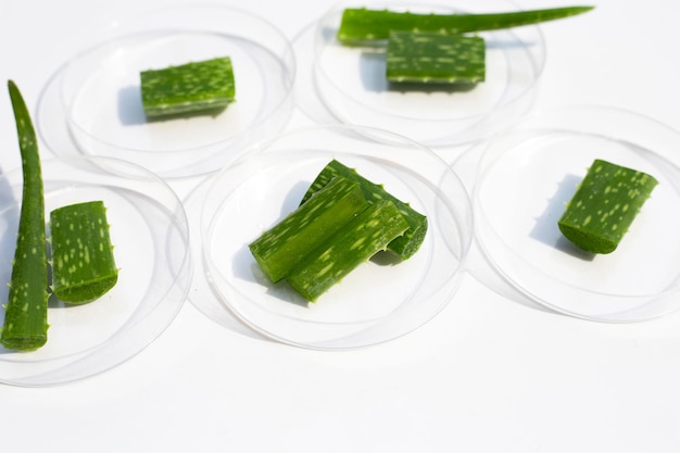Aloe vera en placas de Petri sobre fondo blanco.