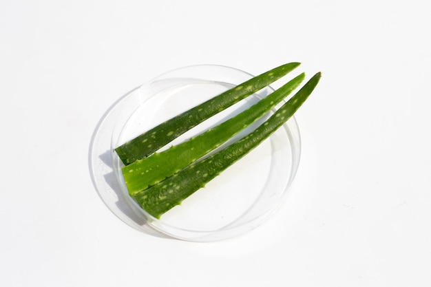 Aloe vera en placas de Petri sobre fondo blanco.