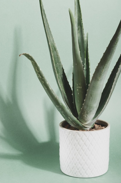 Aloe vera. Planta tropical verde en una maceta blanca. Fondo verde