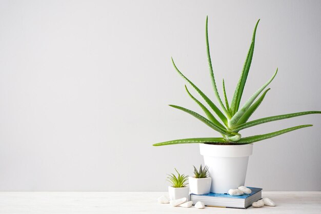 Aloe vera y plantas suculentas contra una pared gris con espacio para texto