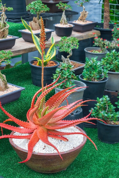 Aloe vera rojo Aloe dorotheae con muchas plantas de interior verdes en exhibición en el mercado de plantas al aire libre