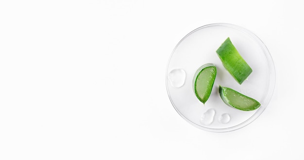 Aloe-Vera-Scheiben mit Aloe-Gel auf Petrischale auf weißem Naturkosmetik-Hintergrund für Design