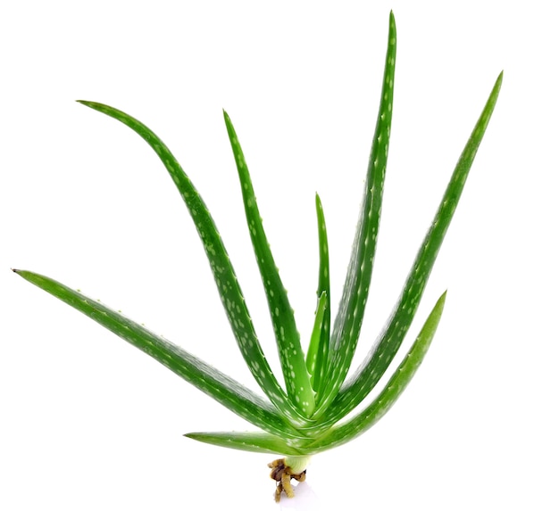 Aloe Vera sobre fondo blanco.