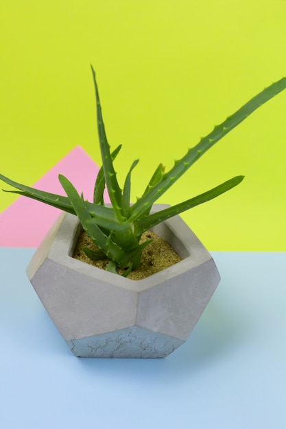 Aloe vera suculento pote de concreto fundo brilhante