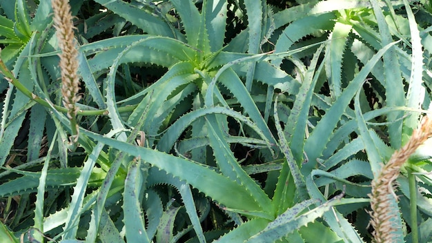 Aloe Vera Sukkulente, Kalifornien USA. Wüstenflora botanisch Grüne Blätter