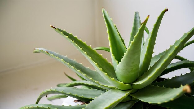 Aloe vera y sus derivados