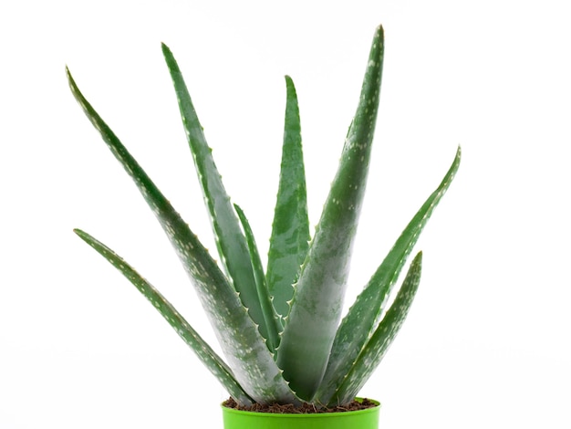 Aloe Vera Topfpflanze auf weißem Hintergrund