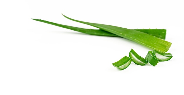 Aloe Vera und geschnittene Blätter lokalisiert auf weißem Hintergrund. Speicherplatz kopieren. Medizin-Konzept
