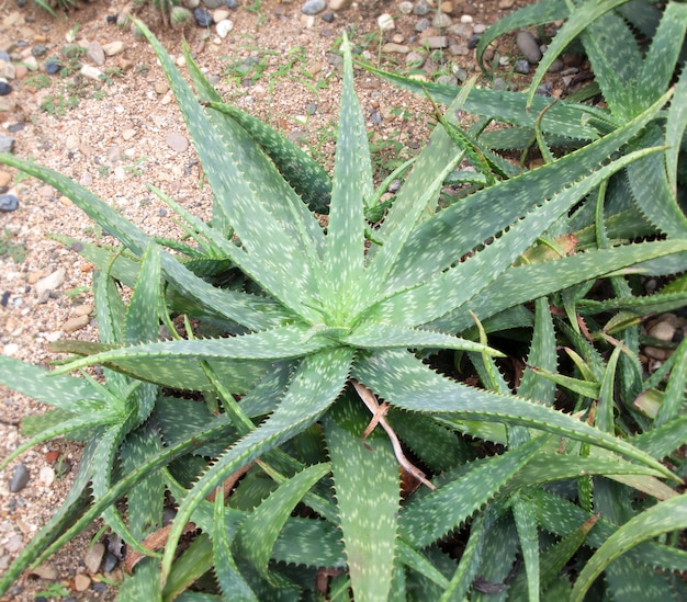 Aloe Vera