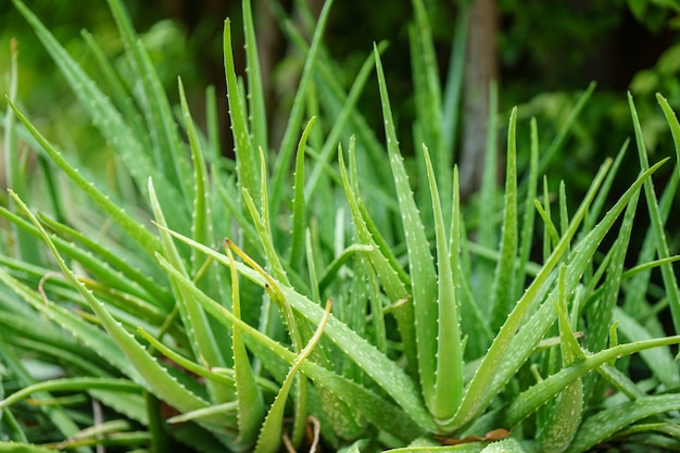 Aloe verde brilhante de close-up caules no jardim.