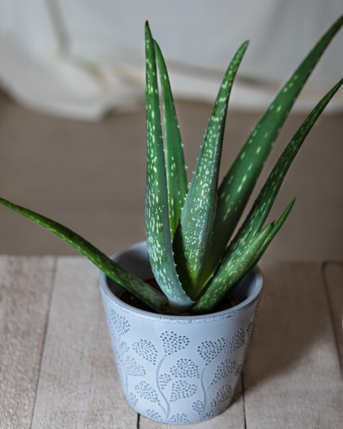 Aloe viridiflora em pote de prata