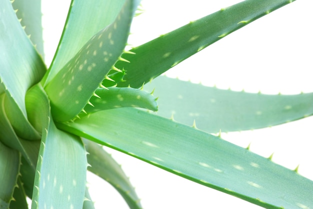 Aloe