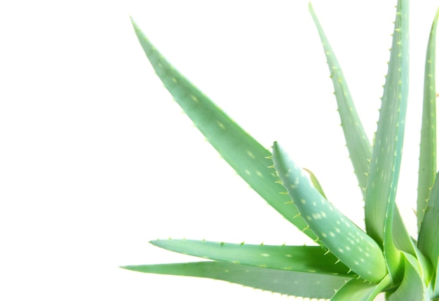 Aloe