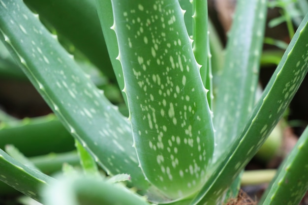 Aloevera, planta, planta, herbario, color verde, en, naturaleza, fondo