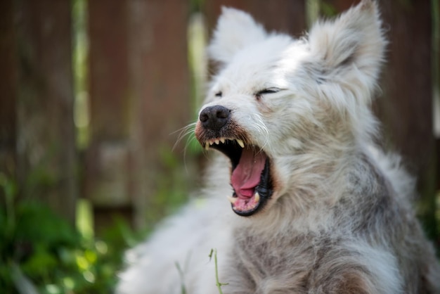 Alopecia enfermedad perro samoyedo dermatitis y picor de perros