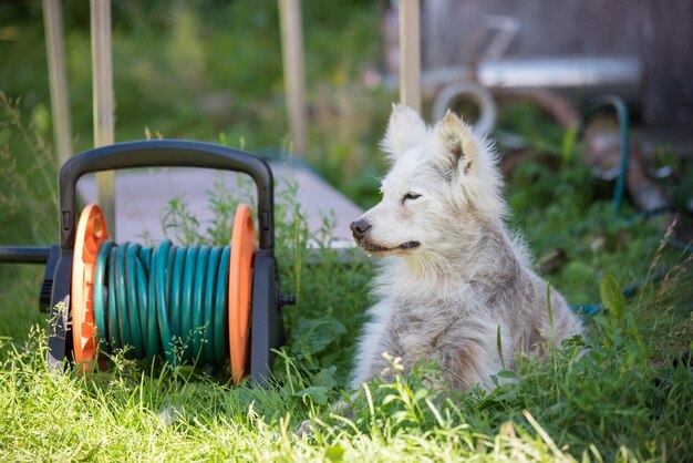 Alopezie Krankheit Samoyed Dermatitis und Juckreiz bei Hunden