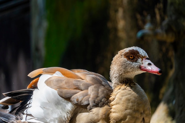 Alopochen aegyptiacus Egito Ganso do Nilo ou gansos pássaros da África anátidos anseriform é um de uma fam