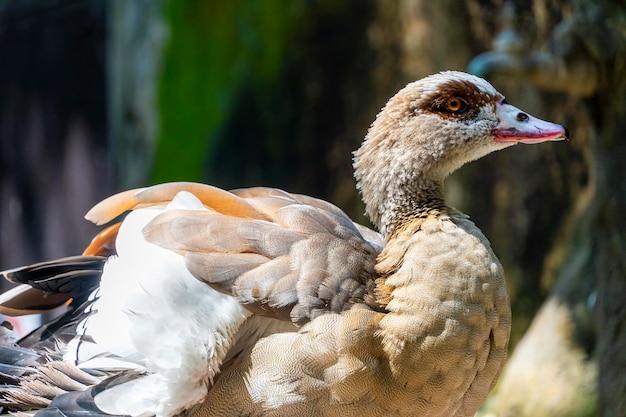 Alopochen aegyptiacus Egito Ganso do Nilo ou gansos pássaros da África anátidos anseriform é um de uma fam