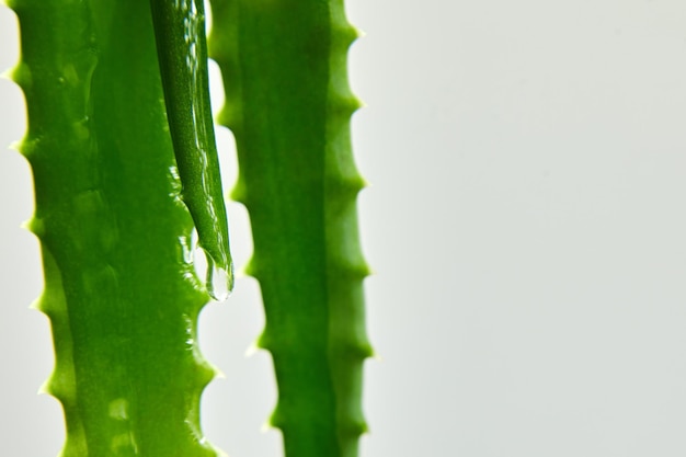 Alora Vera-Blatt mit Saftgel läuft auf weißem Hintergrund ab