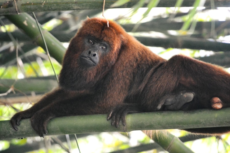 Foto alouatta caraya