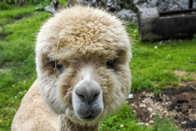 Alpaca adorável retrato fofo olhando para você