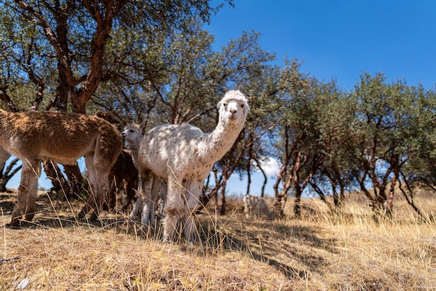 Alpaca andina de colores blanco y marrón claro.