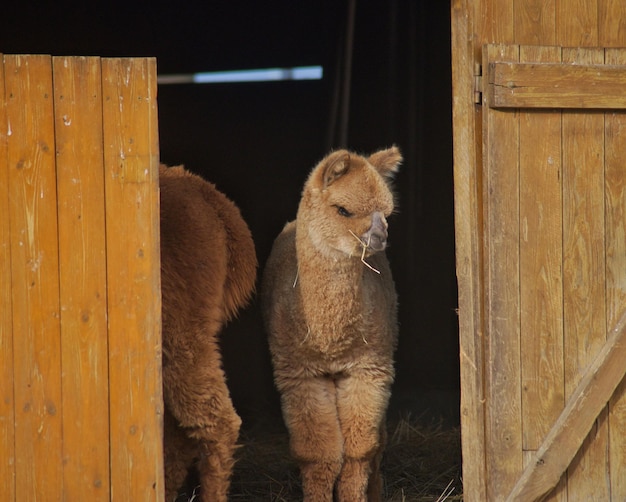 Una alpaca bebé está parada en la puerta de un granero.