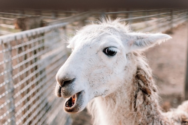 Alpaca blanca con la boca abierta de cerca de una llama en su potrero en una granja