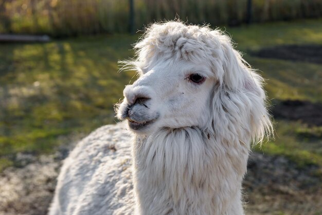 Alpaca blanca en la granja.