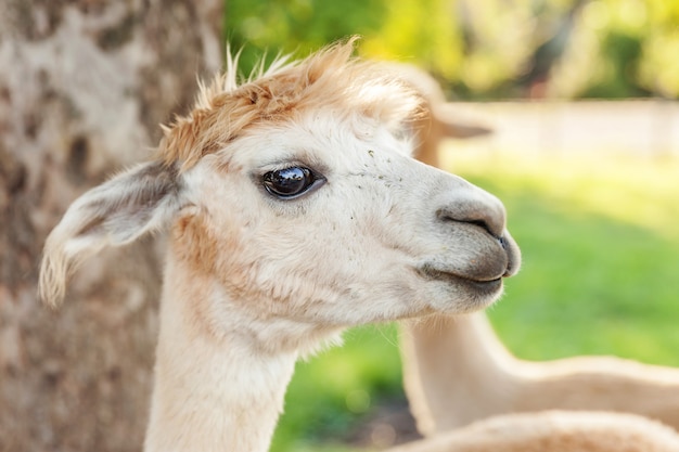 Alpaca bonita com cara engraçada relaxante no rancho em dia de verão. Alpacas domésticas que pastam no pasto no campo natural da exploração agrícola do eco. Cuidado animal e conceito de agricultura ecológica