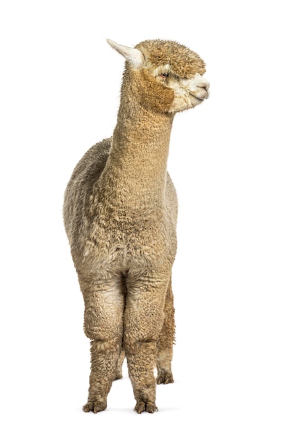 Alpaca branca lama pacos