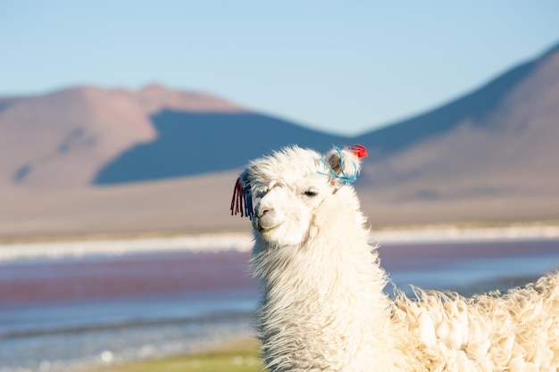 Alpaca branca na laguna colorada, altiplano, bolívia. vida selvagem da américa do sul