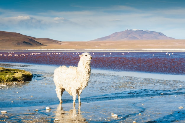 Alpaca branca na Laguna Colorada ao pôr do sol, Altiplano, Bolívia. Foco seletivo