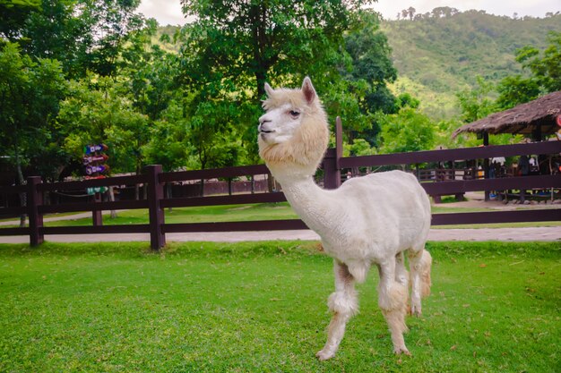 Alpaca branca que está na exploração agrícola.