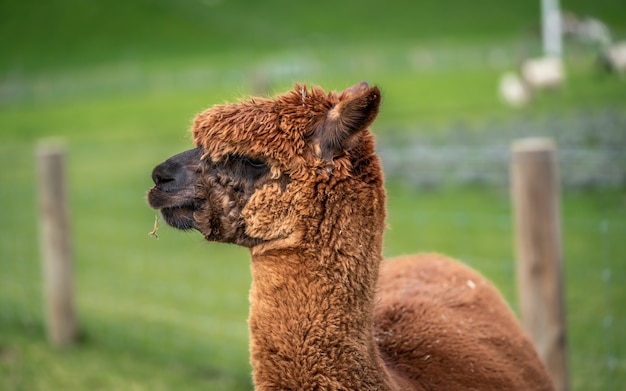 Alpaca En Campo Verde