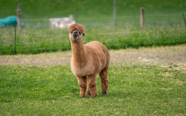 Alpaca En Campo Verde