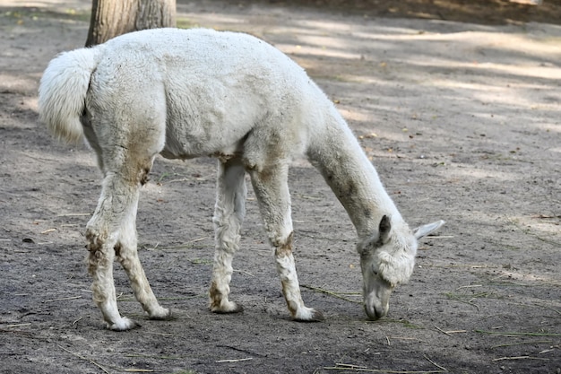 Alpaca come grama na fazenda