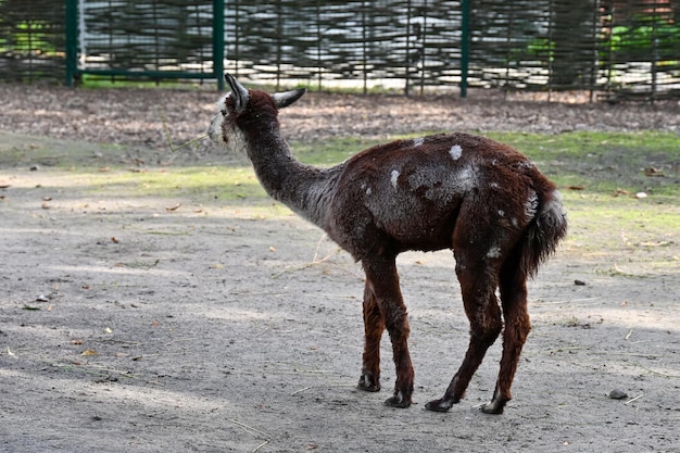 Alpaca come hierba en la granja.