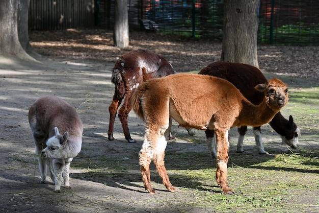 Alpaca come hierba en la granja.