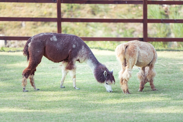 Alpaca comiendo hierba en la granja con valla.