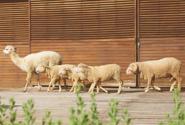 Alpaca e ovelhas a caminhar contra a parede