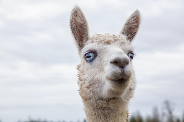 Alpaca em uma fazenda