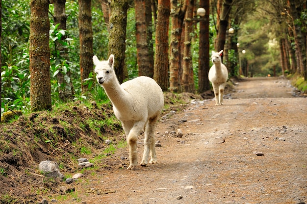 Alpaca em uma floresta