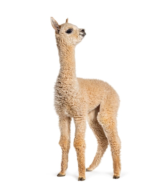 Alpaca joven cervatillo claro Lama pacos de ocho meses aislado en blanco