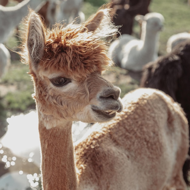 Alpaca marrom encantadora com uma expressão bonita no rosto. Vida na fazenda. Agroturismo. Materiais naturais. Animais bonitos. Férias de verão. Fazenda própria. Produção de lã. Cabeça desgrenhada. Animais engraçados.