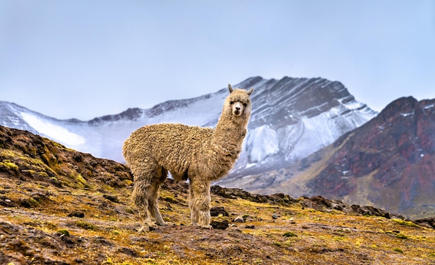 Alpaca na montanha arco-íris de Vinicunca no Peru