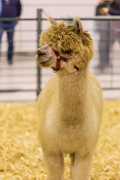 Alpaca no curral em exposição