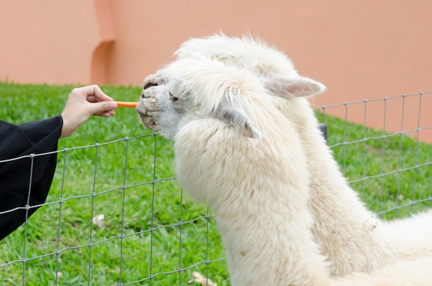 Alpaca nova que está sendo alimentada mão.