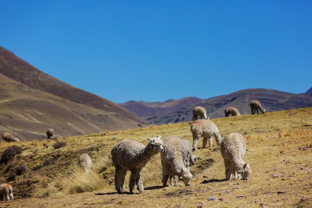 Alpaca peruana en los Andes